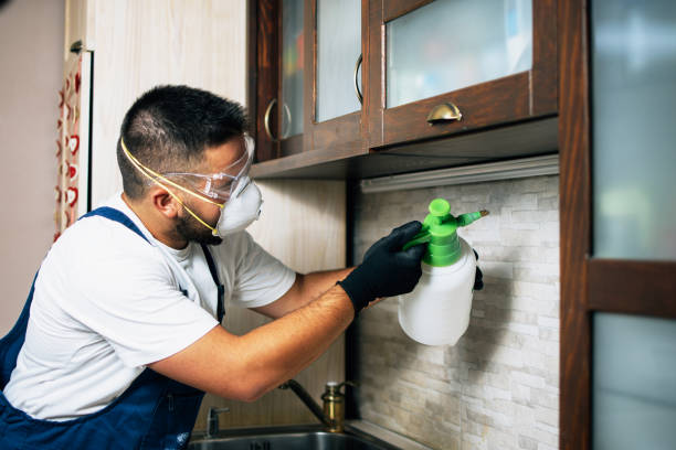 Best Flea Control Services  in Middleport, OH