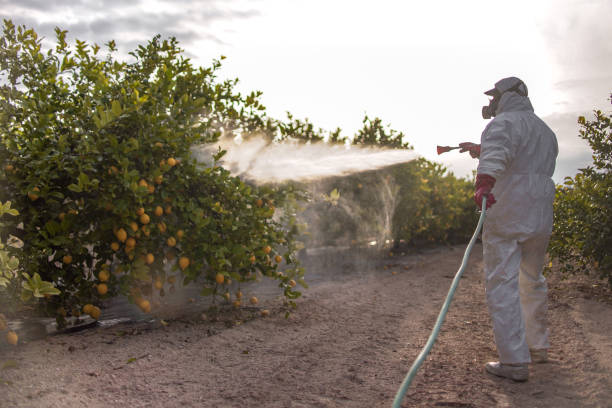 Best Pest Prevention Services  in Middleport, OH
