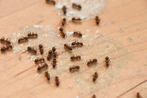 Best Mosquito Control Services  in Middleport, OH