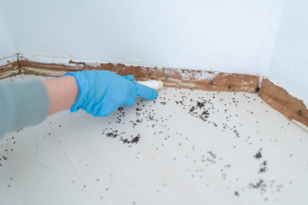 Best Ant Control Services  in Middleport, OH