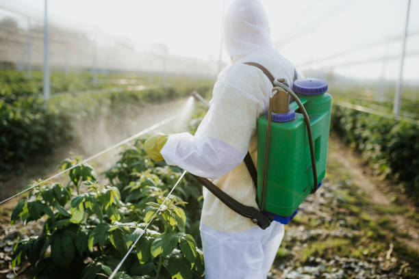 Wasp Removal Services in Middleport, OH
